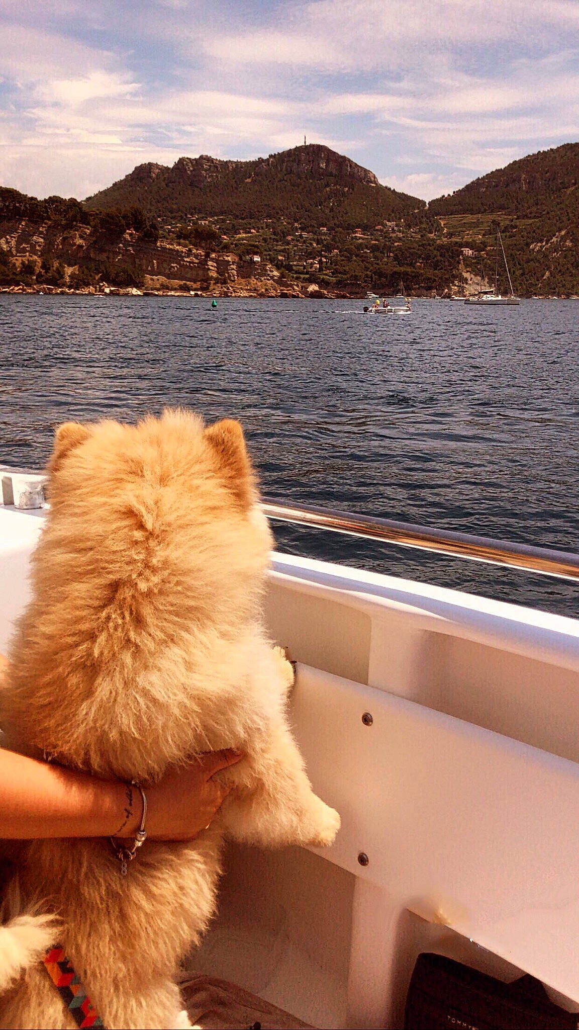 Millow a rejoint le concours — aidez-le/la à gagner de superbes lots ! canidae, carnivore, chow_chow, companion_dog, dog, dog_breed, fawn, fur, non_sporting_group, pomeranian, sea, sky, spitz, vacation