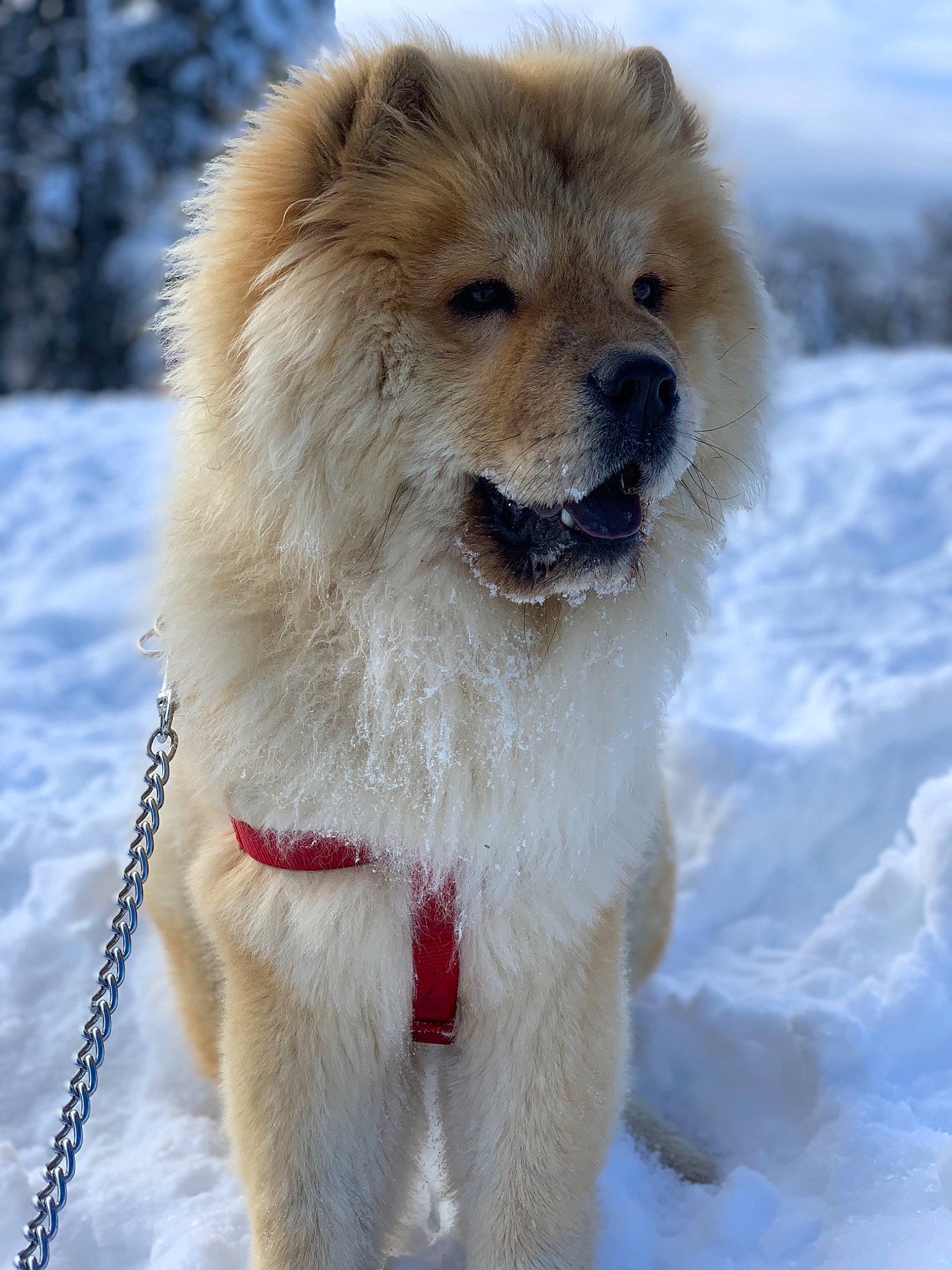 Millow participe au concours pour gagner de l'argent avec cette photo : ancient_dog_breeds, canidae, carnivore, collar, companion_dog, dog, dog_breed, fawn, freezing, fur, polar_ice_cap, puppy, sky, snout, snow, sporting_group, whiskers, winter, working_animal, working_dog