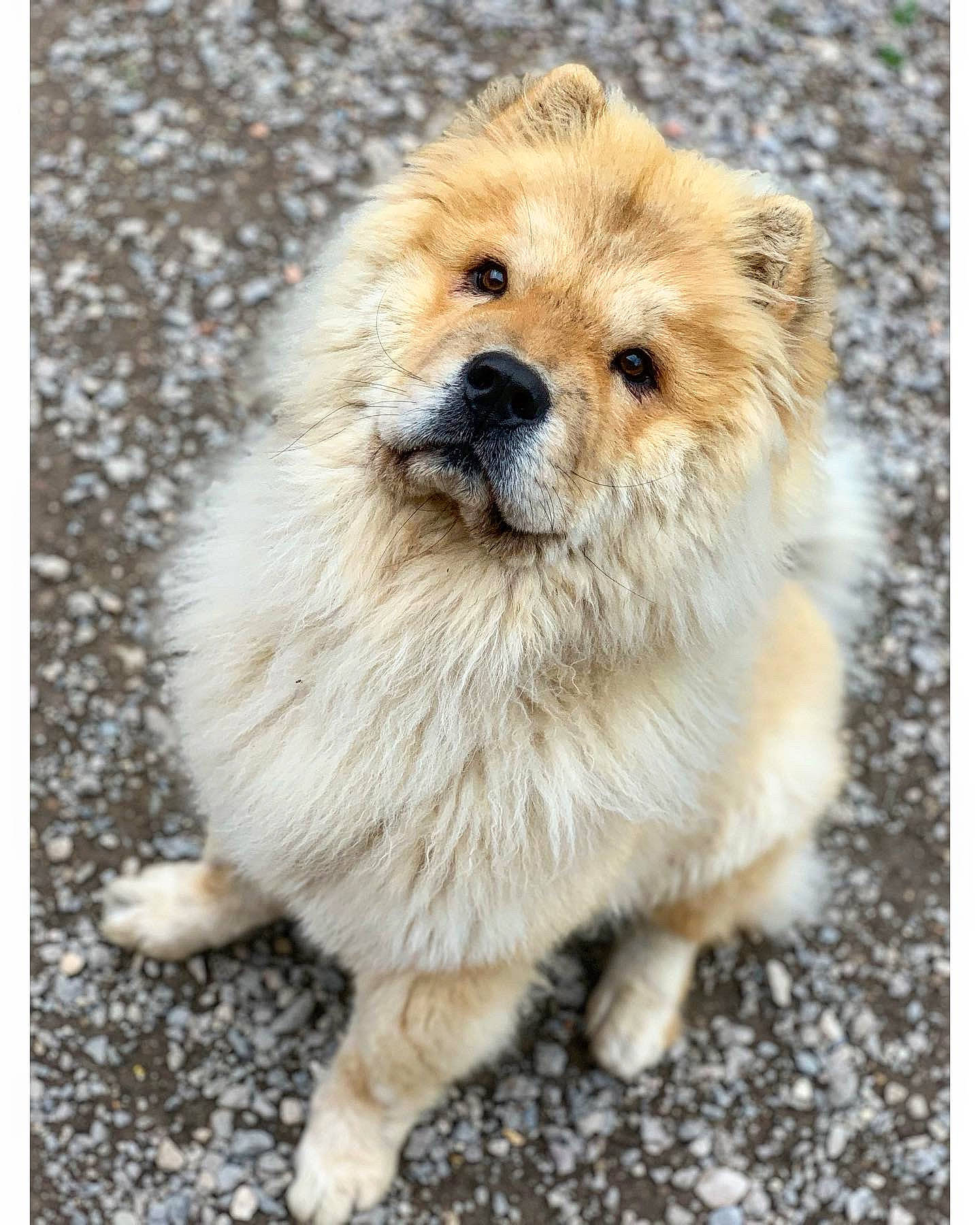 Millow a rejoint le concours — aidez-le/la à gagner de superbes lots ! ancient_dog_breeds, canidae, carnivore, collar, companion_dog, dog, dog_breed, fawn, fur, rectangle, snout, sporting_group, terrestrial_animal, whiskers, working_animal