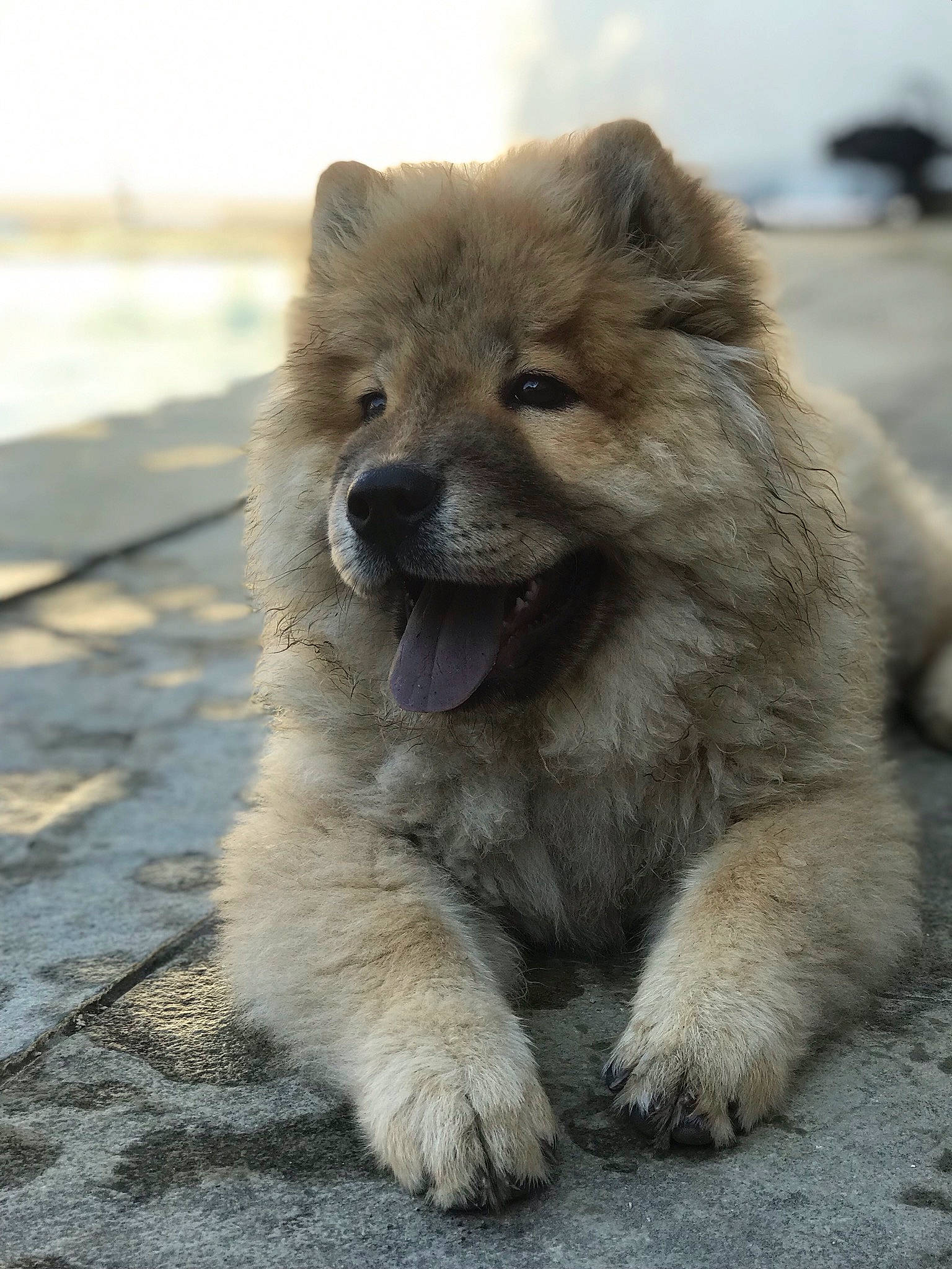 Millow participe au concours pour gagner de l'argent avec cette photo : ancient_dog_breeds, canidae, carnivore, caucasian_shepherd_dog, chow_chow, companion_dog, dog, dog_breed, eurasier, fawn, mammal, non_sporting_group, puppy, snout, sporting_group, vertebrate