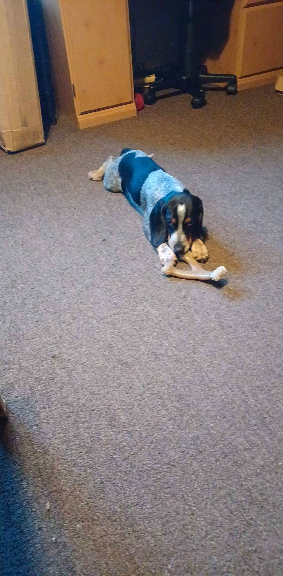 Hunter joined the competition — help win amazing prizes! asphalt, canidae, carnivore, chair, comfort, companion_dog, dog, dog_breed, floor, flooring, hardwood, road_surface, scent_hound, sitting, sporting_group, tail, wood, working_dog