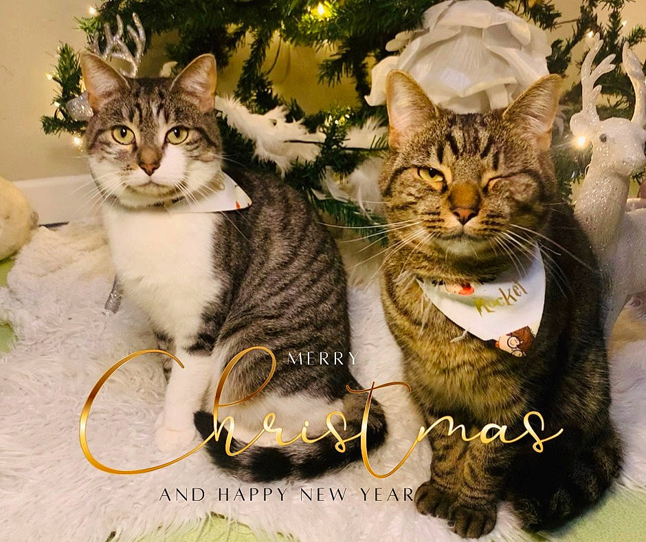Groot Et Rocket a rejoint le concours — aidez-le/la à gagner de superbes lots ! art, carnivore, cat, collage, collar, domestic_short_haired_cat, fawn, felidae, fur, grass, happy, holiday, organism, paw, photo_caption, small_to_medium_sized_cats, snout, tail, whiskers, wildlife