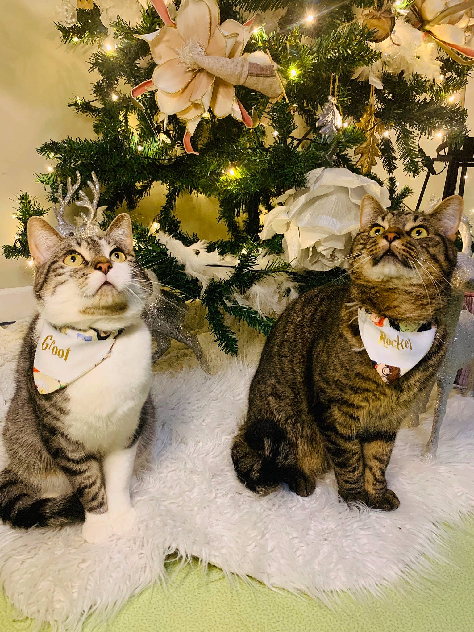 Groot Et Rocket participe au concours pour gagner de l'argent avec cette photo : art, branch, carnivore, cat, christmas_decoration, christmas_ornament, christmas_tree, evergreen, fawn, felidae, holiday_ornament, organism, ornament, plant, small_to_medium_sized_cats, snout, toy, twig, whiskers, window