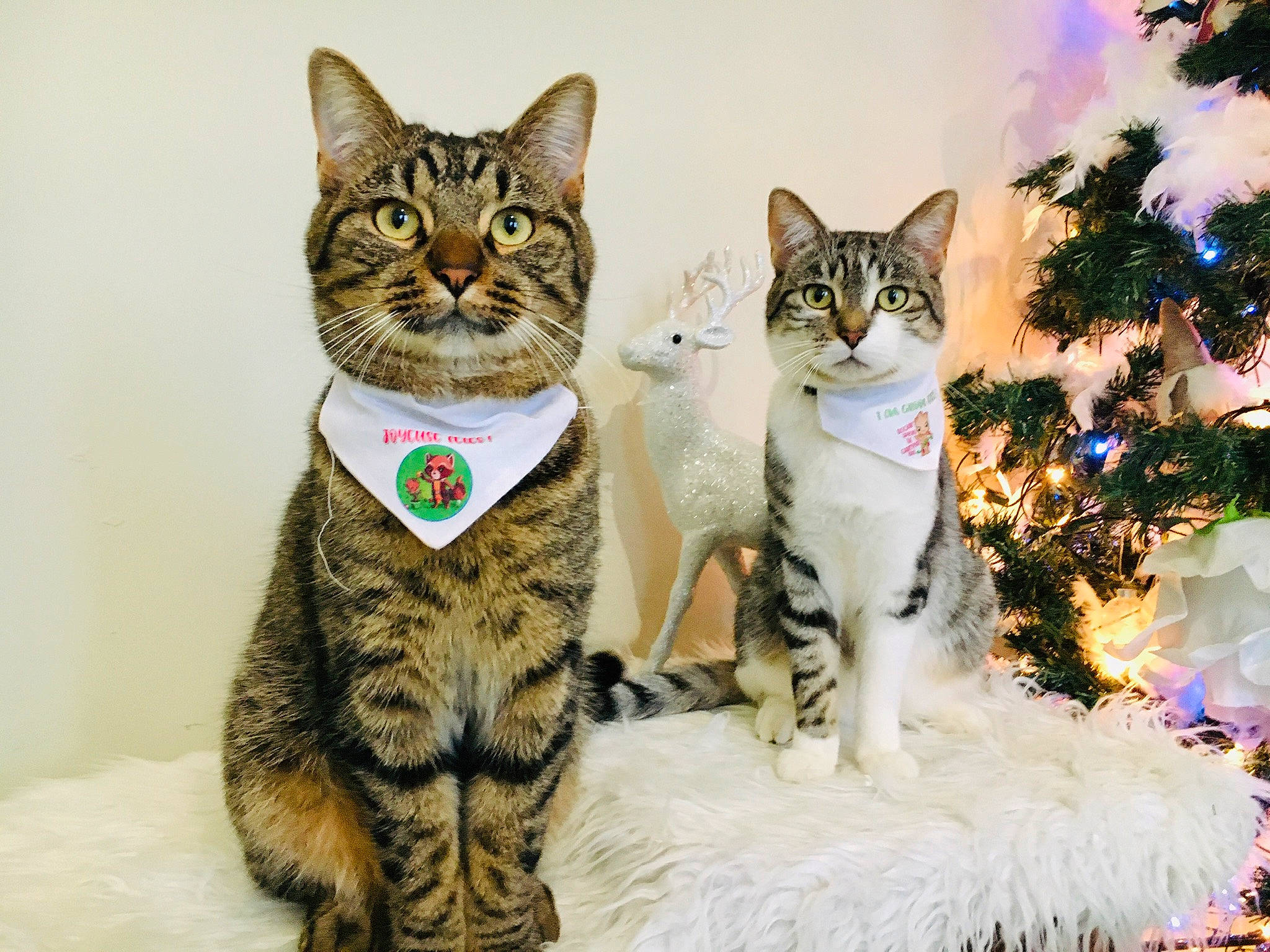 Groot Et Rocket participe au concours pour gagner de l'argent avec cette photo : art, carnivore, cat, christmas_tree, domestic_short_haired_cat, event, fawn, felidae, fur, mammal, paw, small_to_medium_sized_cats, snout, tail, terrestrial_animal, tree, vertebrate, whiskers, wildlife, window