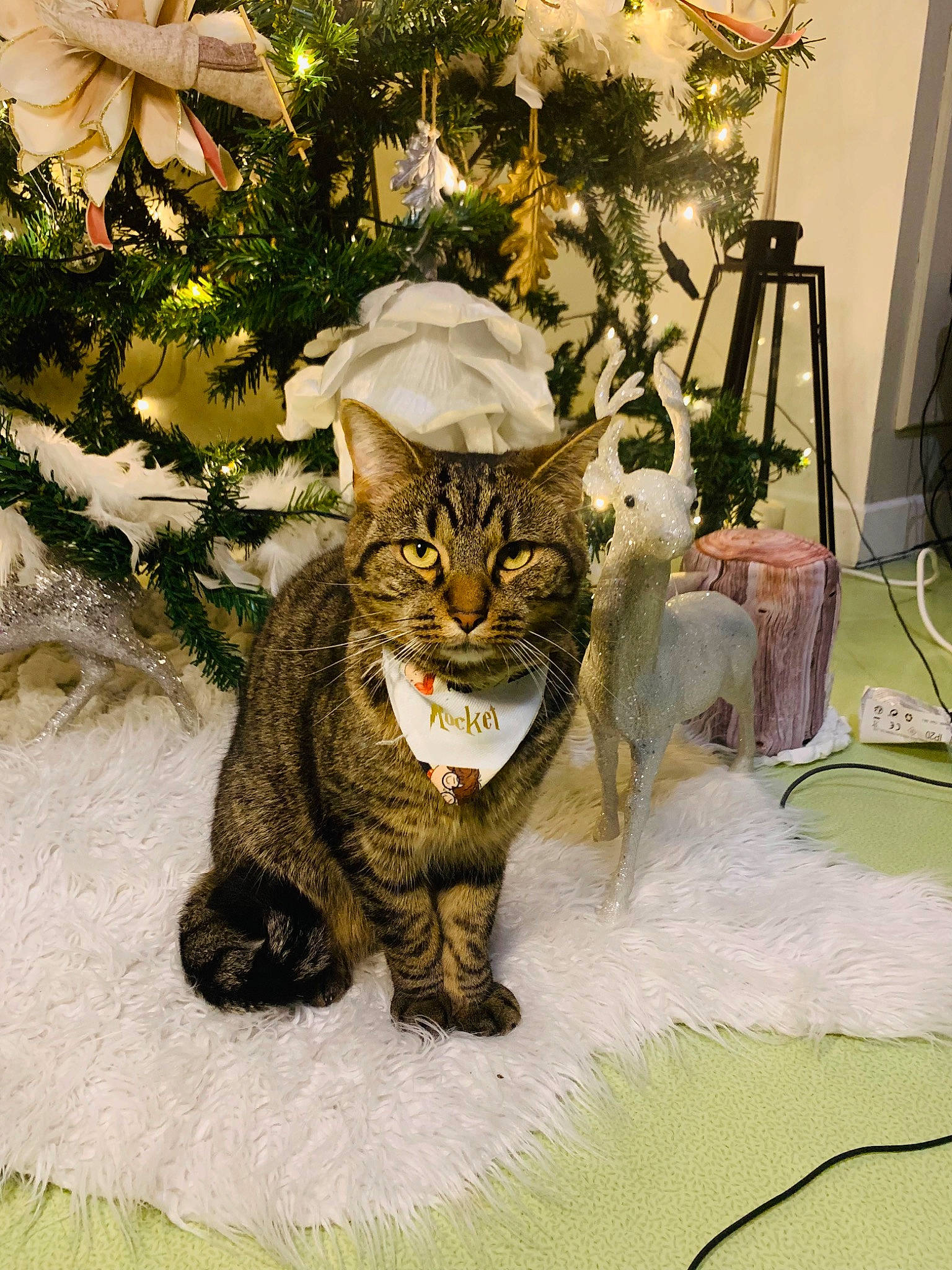 Groot Et Rocket participe au concours pour gagner de l'argent avec cette photo : art, carnivore, cat, conifer, domestic_short_haired_cat, fawn, felidae, fur, grass, ornament, painting, plant, small_to_medium_sized_cats, snout, tail, terrestrial_animal, tree, twig, whiskers, wildlife