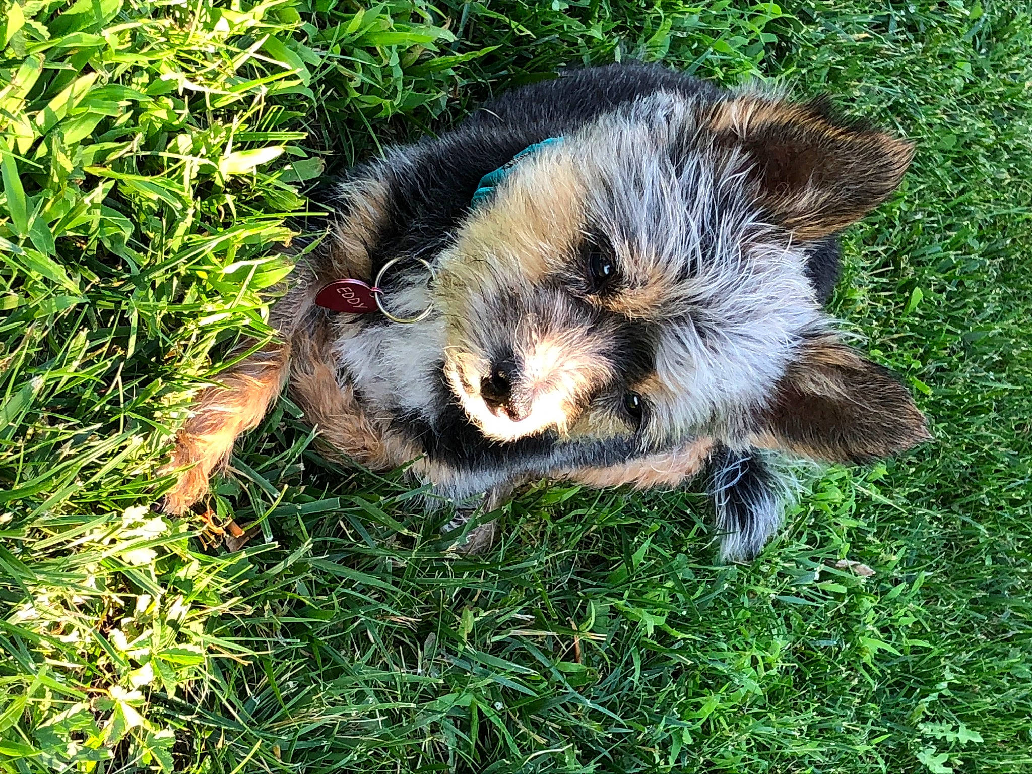 Eddy a rejoint le concours — aidez-le/la à gagner de superbes lots ! canidae, carnivore, dog_breed, fur, grass, groundcover, plant, snout, sporting_group, tail, terrestrial_animal, whiskers, wildlife