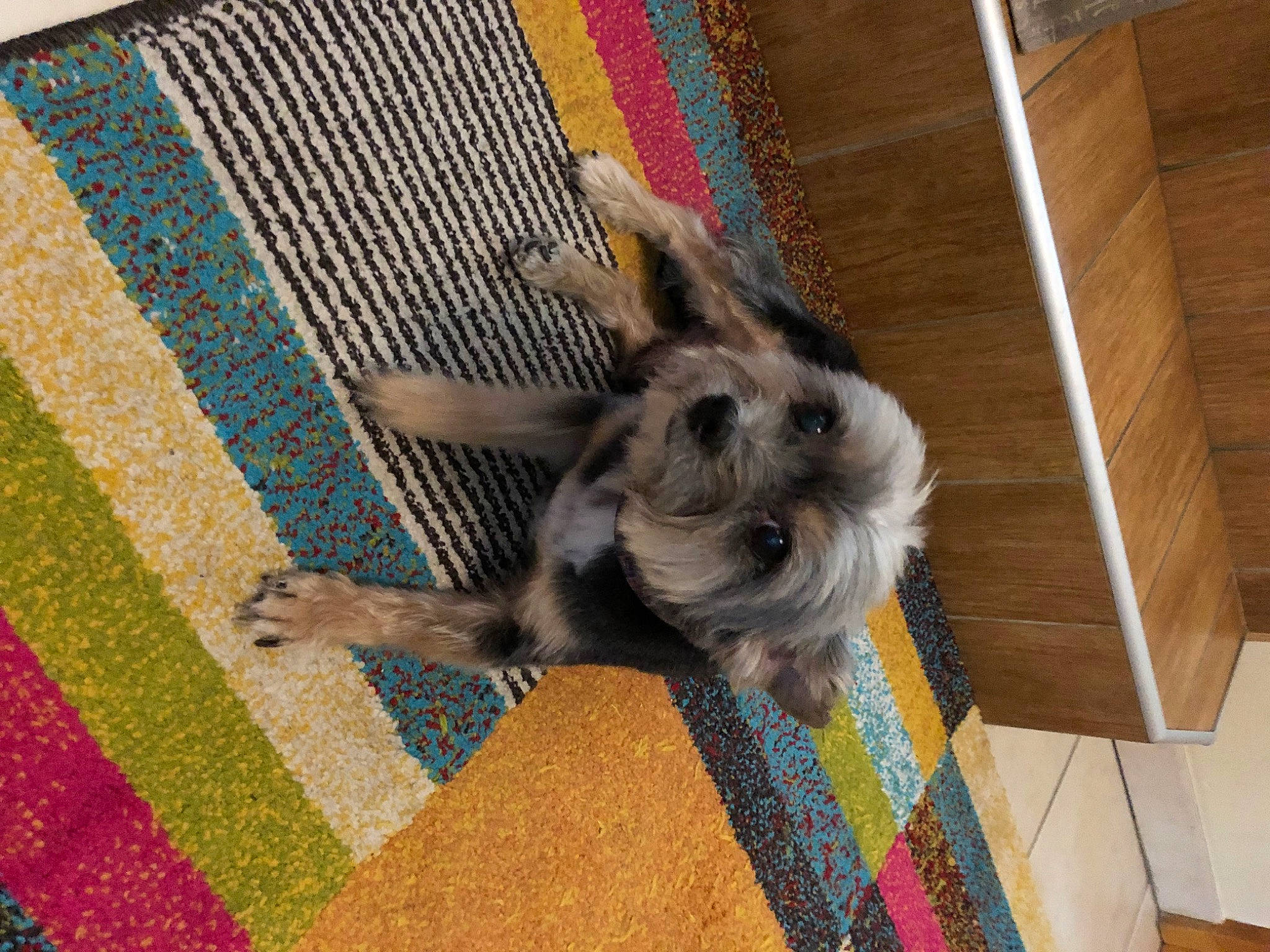 Eddy a rejoint le concours — aidez-le/la à gagner de superbes lots ! art, canidae, carnivore, carpet, companion_dog, creative_arts, dog_breed, fawn, felidae, flooring, fur, hardwood, mat, pattern, rug, sporting_group, tail, visual_arts, wood, woven_fabric