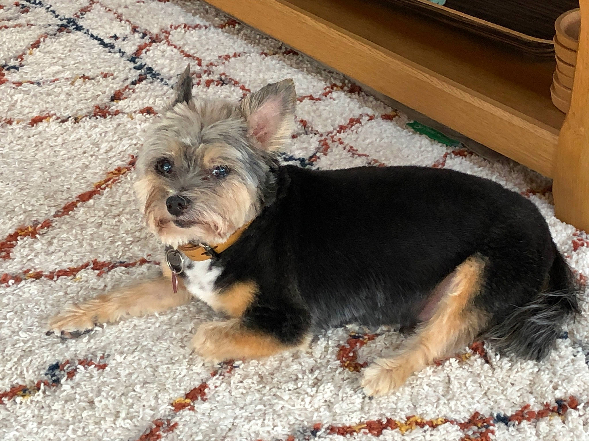 Eddy participe au concours pour gagner de l'argent avec cette photo : biewer_terrier, carnivore, collar, companion_dog, dog, dog_breed, dog_clothes, dog_collar, dog_supply, fawn, fur, paw, pet_supply, small_terrier, tail, terrier, toy_dog, working_animal, yorkipoo, yorkshire_terrier