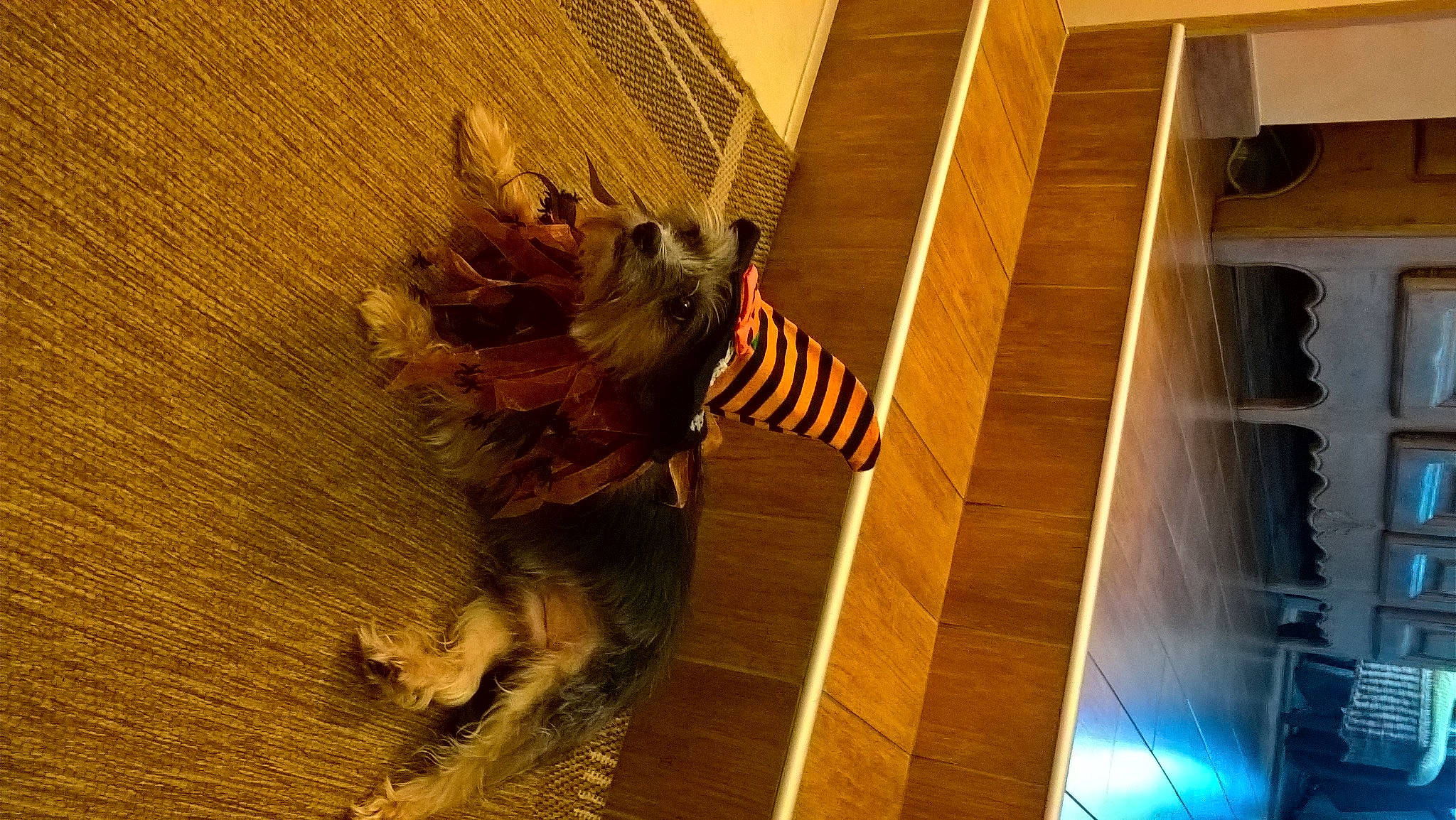 Eddy participe au concours pour gagner de l'argent avec cette photo : bengal_tiger, building, carnivore, door, fawn, feather, felidae, floor, flooring, fur, hardwood, pattern, tail, terrestrial_animal, tiger, tree, whiskers, window, wing, wood