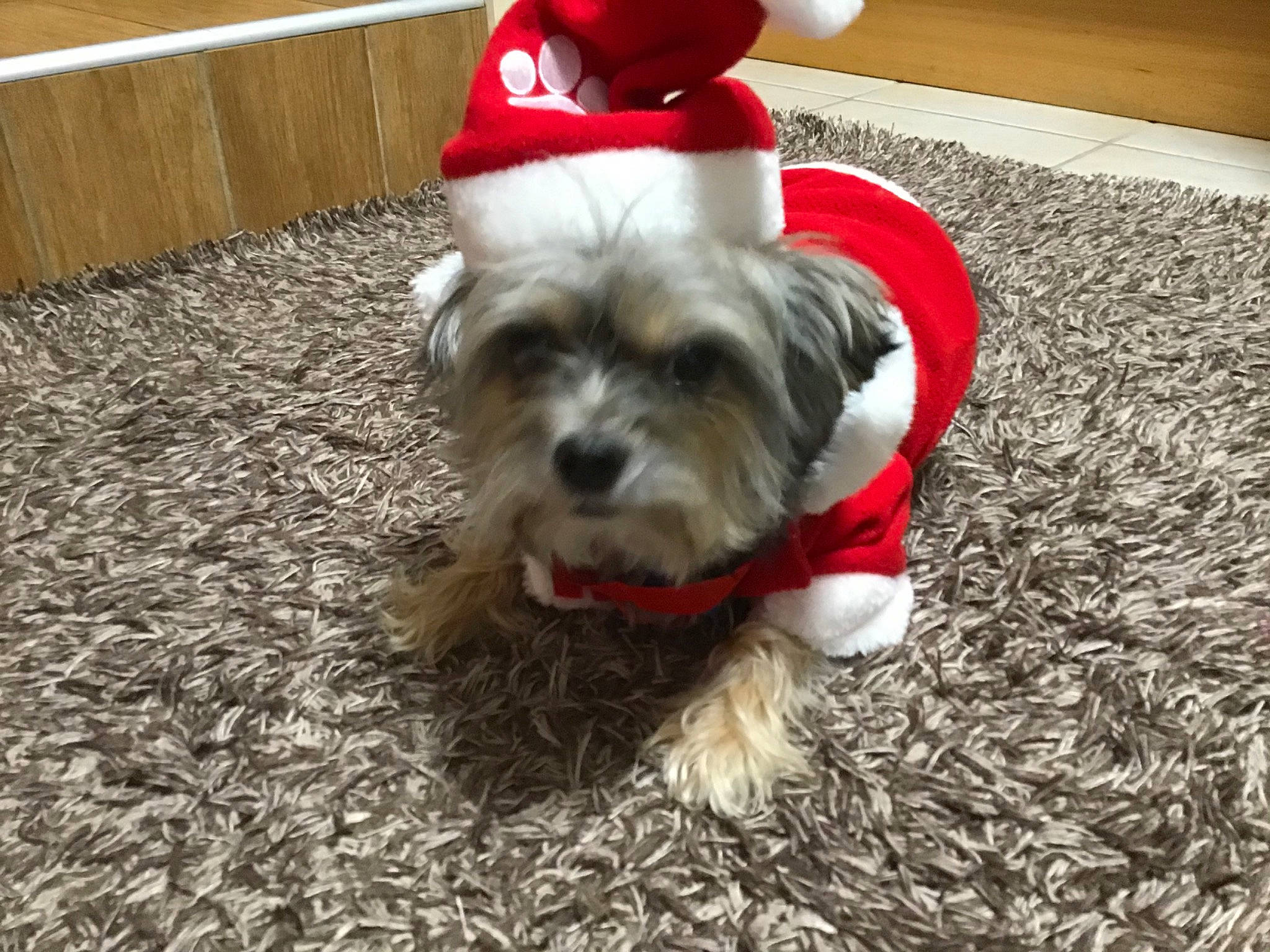 Eddy a rejoint le concours — aidez-le/la à gagner de superbes lots ! biewer_terrier, carmine, carnivore, collar, companion_dog, dog, dog_breed, dog_clothes, dog_collar, dog_supply, fur, grass, maltepoo, pet_supply, puppy_love, small_terrier, snout, terrier, toy_dog, working_animal