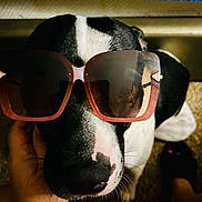 Pedro joined the competition — help win amazing prizes! accessory, animal, black_and_white, canine, close_up, companion, cute, dog, domestic_animal, face, fun, furry, hand, indoor, nose, pet, playful, portrait, sunglasses, whiskers