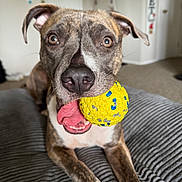 Izzy Marie is registered to the contest to win money with this photo: dog, brindle_coat, yellow_ball, tongue_out, indoor, pet, playful, lying_down, carpet, close_up, animal, cute, toy, alert, ears, snout, mouth, paw, fur, happy