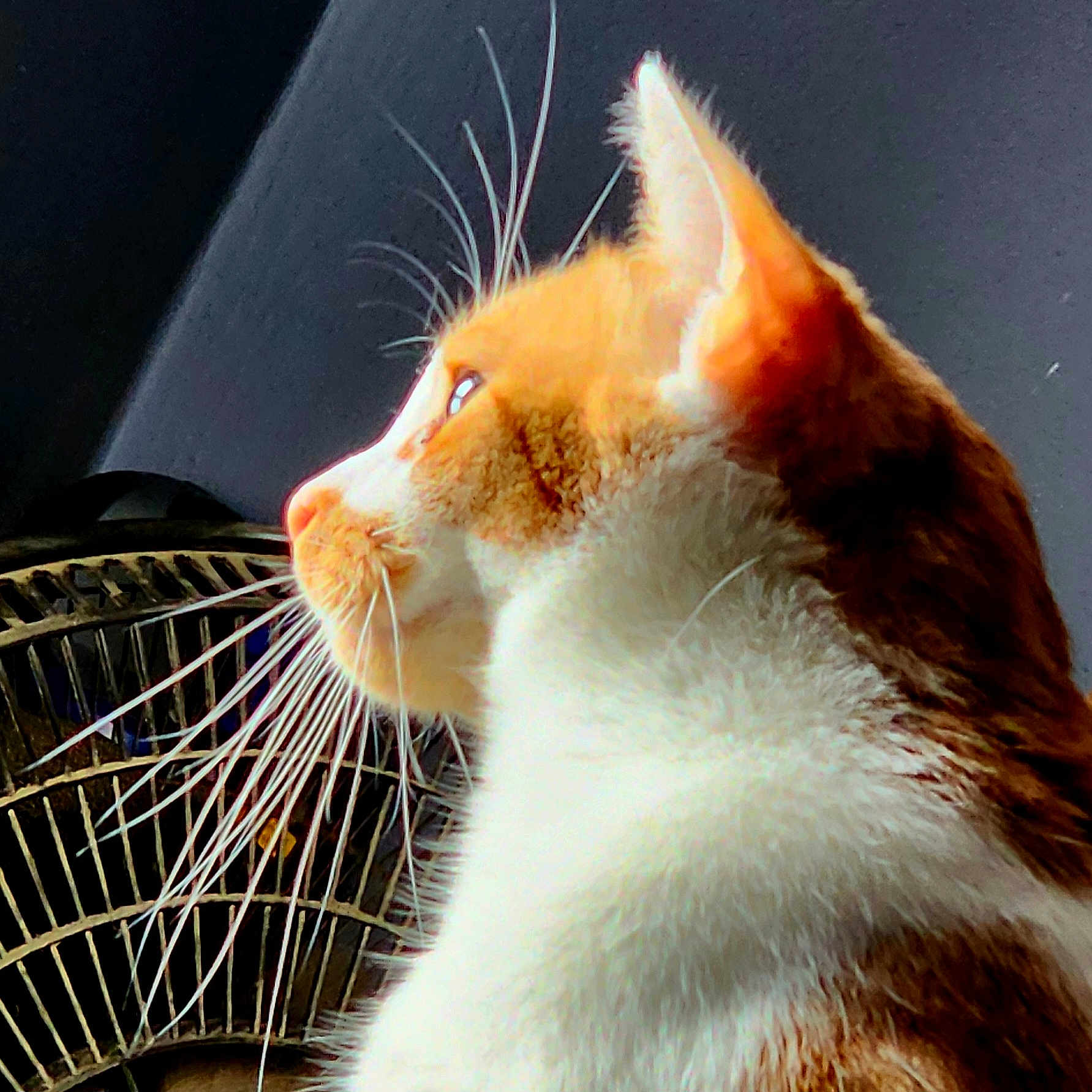 Yoshi joined the competition — help win amazing prizes! abyssinian, angora, animal, appliance, cat, device, electricaldevice, kitten, manx, person, pet, siamese, sleeping, snout