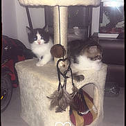 Potterprincesse a rejoint le concours — aidez-le/la à gagner de superbes lots ! cat, kitten, cat_tree, indoor, pet, feline, animal, cute, cozy, fur, whiskers, paw, resting, play_toy, feathers, curious, relaxed, household, comfort, black_and_white_cat