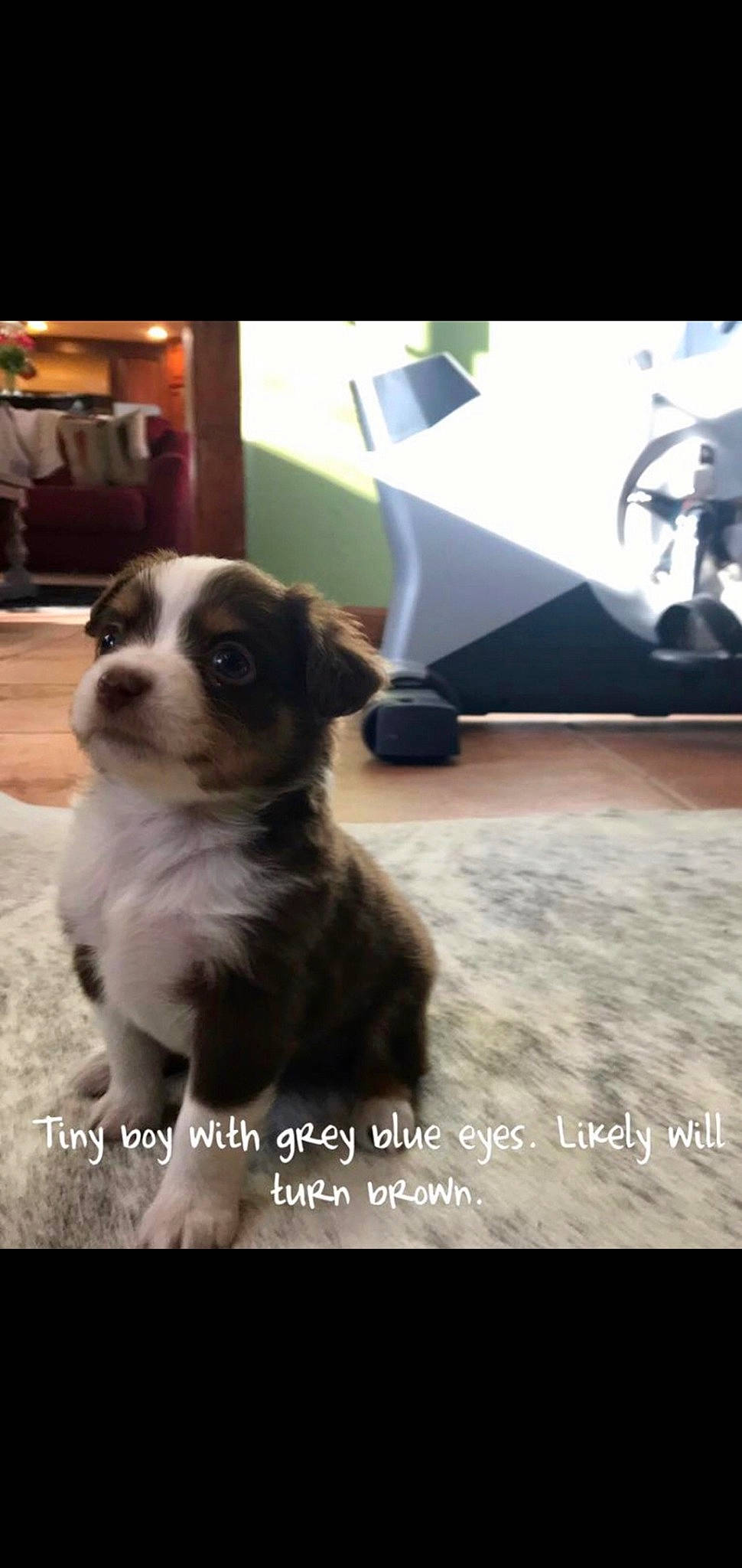 Elmer is registered to the contest to win money with this photo: canidae, carnivore, companion_dog, dog, dog_breed, flooring, font, fur, non_sporting_group, photo_caption, terrestrial_animal, toy_dog, whiskers, working_animal