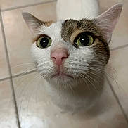 Lilly joined the competition — help win amazing prizes! animal, brown_markings, cat, close_up, curious, cute, domestic_cat, ears, face, feline, green_eyes, indoor, looking_up, pet, pink_nose, portrait, tile_floor, whiskers, whiskers_visible, white_fur