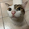animal, brown_markings, cat, close_up, curious, cute, domestic_cat, ears, face, feline, green_eyes, indoor, looking_up, pet, pink_nose, portrait, tile_floor, whiskers, whiskers_visible, white_fur