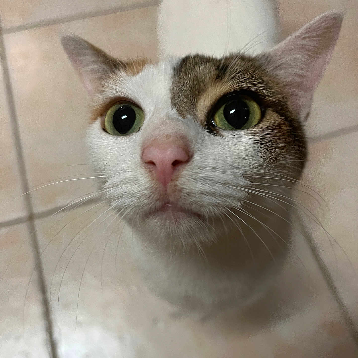 Lilly