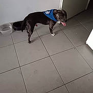 Volkan a rejoint le concours — aidez-le/la à gagner de superbes lots ! dog, black_dog, bandana, tongue_out, tile_floor, water_bowls, indoor, pet, animal, looking_back, floor_tiles, happy, domestic, canine, companionship, household, four_legs, short_hair, ears, tail