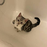 Poppy a rejoint le concours — aidez-le/la à gagner de superbes lots ! cat, kitten, bathtub, pet, gray, white, fur, collar, bell, drain, curious, indoor, animal, cute, small, sitting, looking_up, whiskers, tail, ears