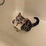 cat, kitten, bathtub, pet, gray, white, fur, collar, bell, drain, curious, indoor, animal, cute, small, sitting, looking_up, whiskers, tail, ears