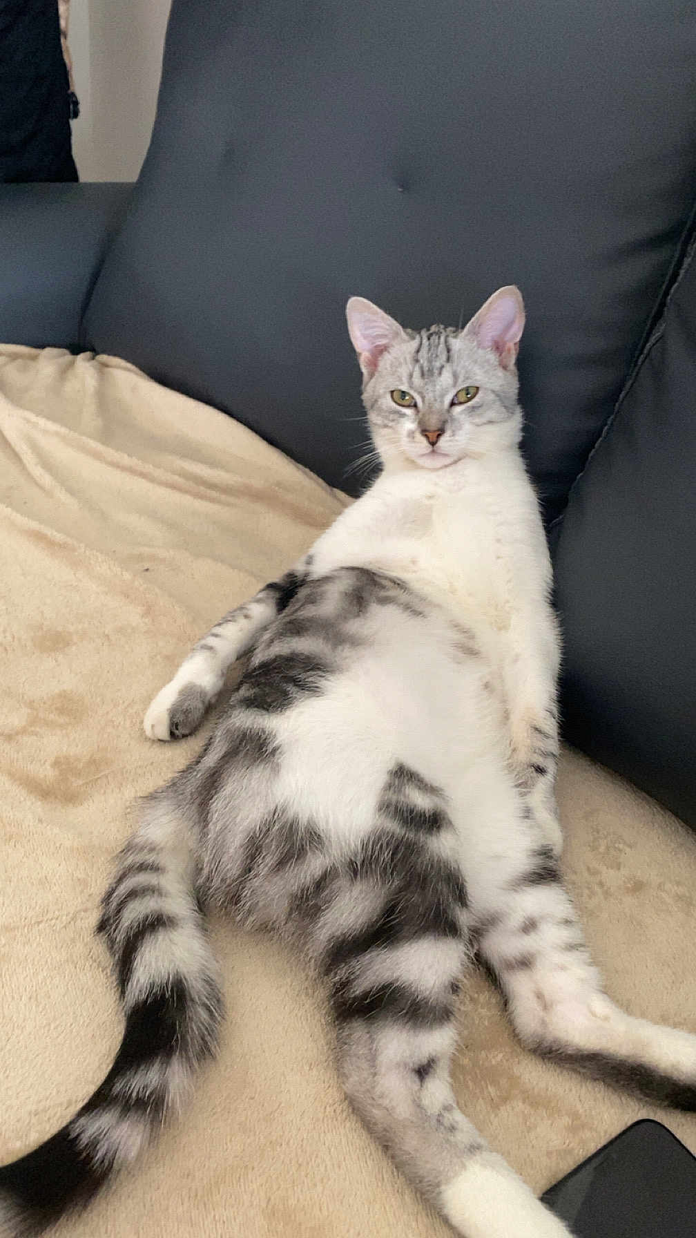 Poppy a rejoint le concours — aidez-le/la à gagner de superbes lots ! cat, feline, pet, relaxed, indoor, couch, blanket, fur, striped, tail, animal, mammal, resting, comfortable, cute, domestic, whiskers, ears, eyes, posing
