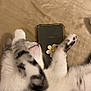 Poppy participe au concours pour gagner de l'argent avec cette photo : cat, sleeping, paw, blanket, phone, flower, ring_holder, soft, cozy, feline, white, gray, striped, pet, resting, indoor, closeup, cute, relaxed, fur