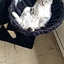 Poppy participe au concours pour gagner de l'argent avec cette photo : cat, kitten, cat_hammock, black, gray, white, indoor, floor, tiled_floor, relaxing, sleeping, pet, feline, sunlight, shadow, cozy, resting, cute, fur, animal