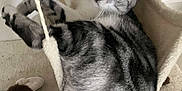 Poppy a rejoint le concours — aidez-le/la à gagner de superbes lots ! cat, tabby, pet, animal, indoor, hammock, relaxed, fur, whiskers, ears, eyes, cute, cozy, resting, looking, home, feline, soft, playful, comfortable