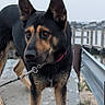 dog, german_shepherd, leash, waterfront, pier, concrete, wet_surface, outdoor, canine, animal, alert, fence, metal_rail, nature, grass, overcast, standing, brown_and_black, ears_up, focused