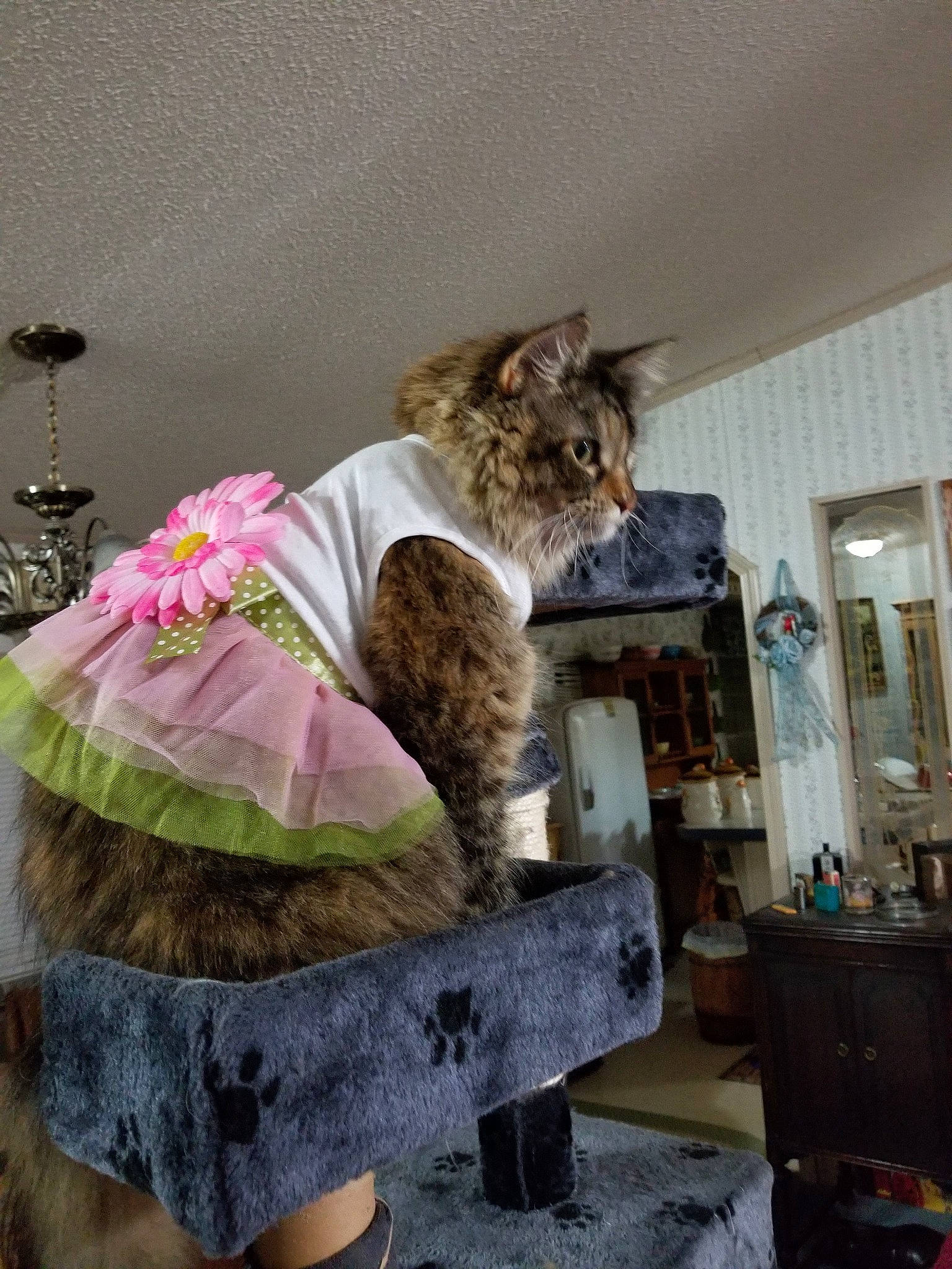 Bella joined the competition — help win amazing prizes! asian, carnivore, cat, chausie, domestic_short_haired_cat, dragon_li, european_shorthair, felidae, fur, maine_coon, pixie_bob, small_to_medium_sized_cats, tabby_cat, whiskers, wild_cat