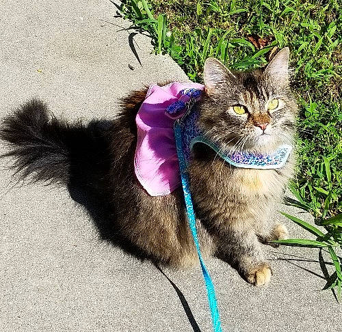 Bella joined the competition — help win amazing prizes! canidae, carnivore, cat, collar, dog_walking, domestic_short_haired_cat, european_shorthair, fashion_accessory, felidae, fur, kitten, leash, mammal, plant, sand, shadow, small_to_medium_sized_cats, tabby_cat, tail, whiskers