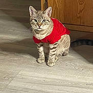 Twix is registered to the contest to win money with this photo: cat, red_shirt, wooden_floor, wooden_cabinet, indoor, pet, feline, striped_cat, curious, sitting, looking, whiskers, ears, tail, domestic_animal, flooring, furniture, animal_clothing, alert, cute