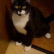 Oreo is registered to the contest to win money with this photo: animal, black_fur, cat, close_up, curious, doorframe, feline, floor, household, indoor, looking_at_camera, mammal, paws, pet, portrait, sitting, tuxedo_cat, whiskers, white_paws, yellow_eyes