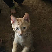 Cheddar joined the competition — help win amazing prizes! animal, bare_feet, blurred, carpet, cat, curious, domestic_animal, ears, feline, floor, furry, indoor, kitten, legs, orange_tabby, paw, pet, standing, whiskers, young_cat