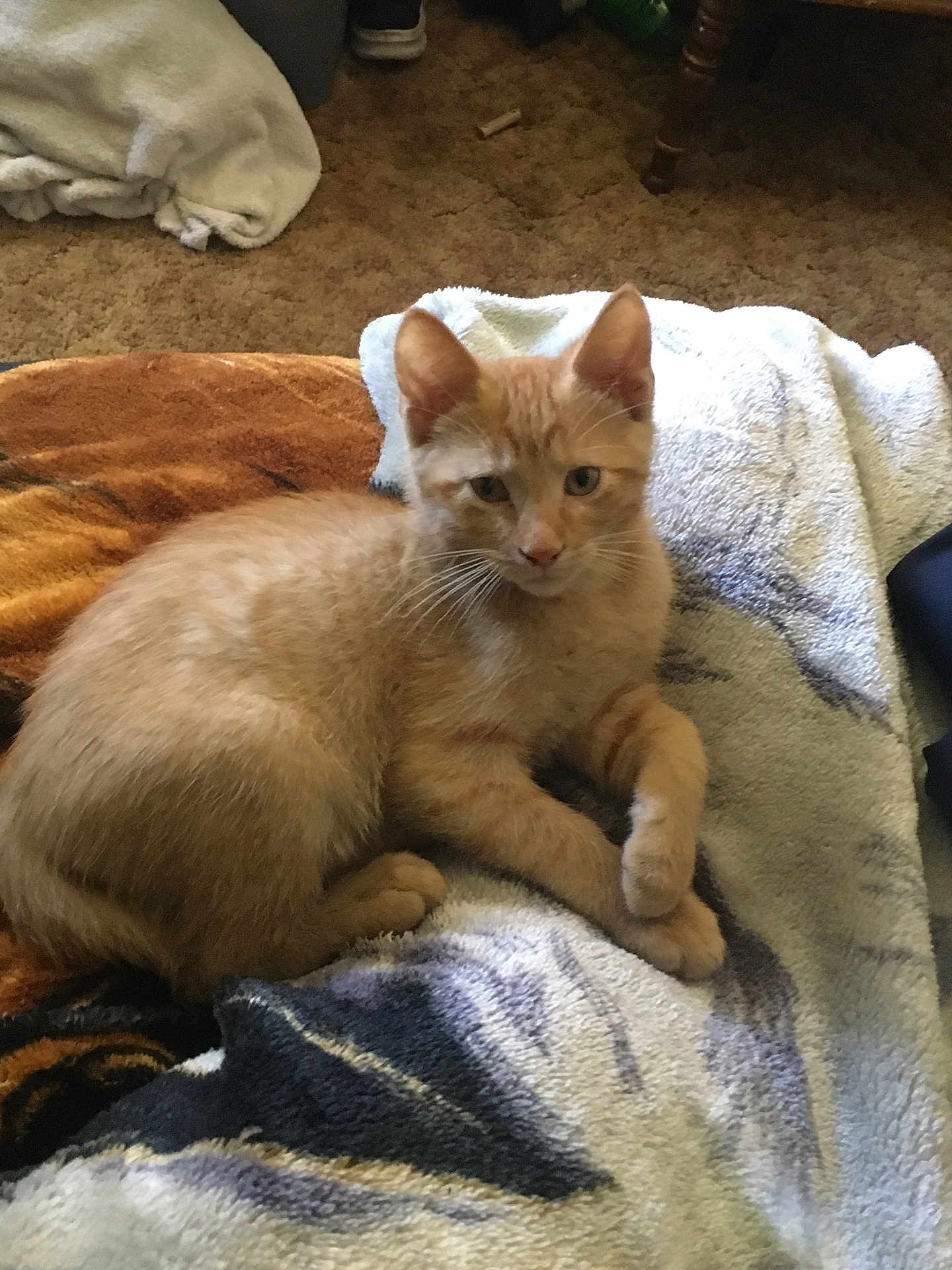 Cheddar
