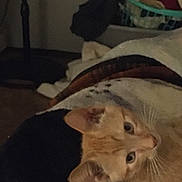 Cheddar joined the competition — help win amazing prizes! cat, orange_cat, pet, indoor, blanket, laundry_basket, clothes, dim_light, resting, feline, animal, domestic_animal, whiskers, ears, fur, home, cozy, relaxed, sleepy, soft
