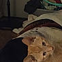 cat, orange_cat, pet, indoor, blanket, laundry_basket, clothes, dim_light, resting, feline, animal, domestic_animal, whiskers, ears, fur, home, cozy, relaxed, sleepy, soft