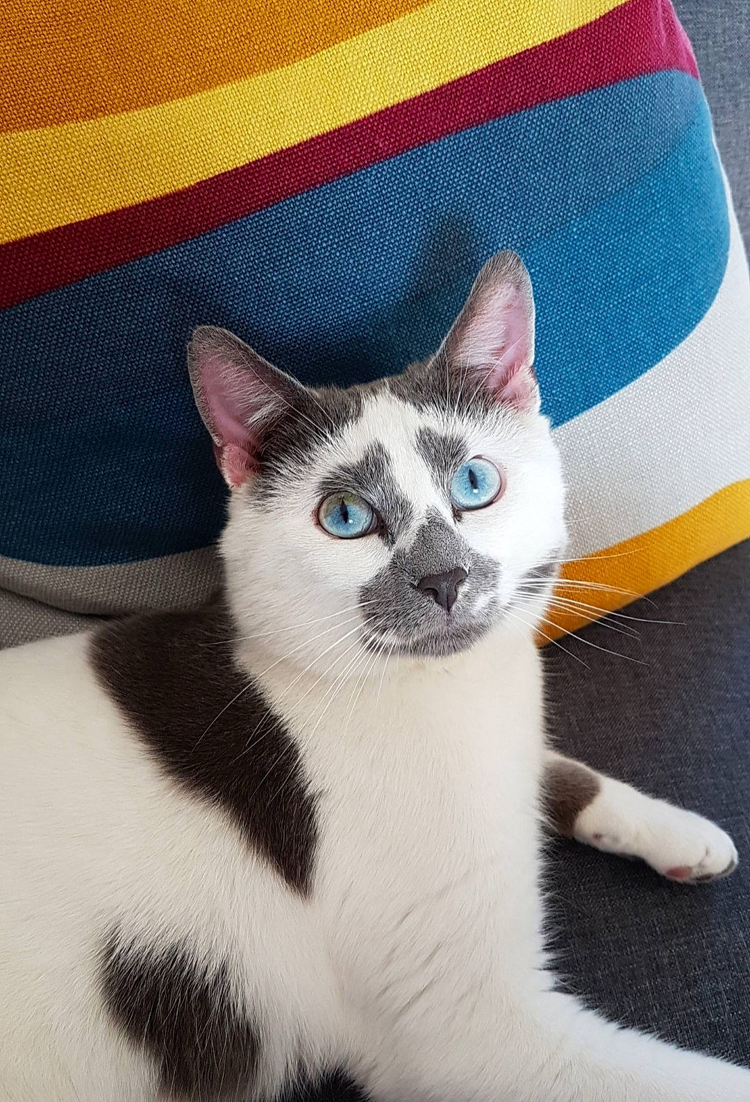 Martin a rejoint le concours — aidez-le/la à gagner de superbes lots ! british_shorthair, carnivore, cat, domestic_short_haired_cat, eye, fawn, felidae, kitten, mammal, polydactyl_cat, small_to_medium_sized_cats, tail, whiskers