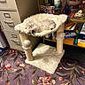 cat, sleeping, cat_perch, furniture, indoor, carpet, floral_pattern, filing_cabinet, shelf, papers, decorations, plush, cozy, white_cat, pet, relaxing, office, home, resting, faux_fur