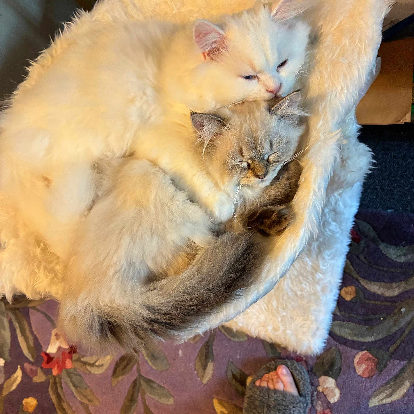 Toni And Joey