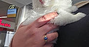 Toni And Joey is registered to the contest to win money with this photo: kitten, white_fur, blue_eyes, hand, ring, person, indoor, airport, gate_sign, curious, fluffy, pet, animal, cute, holding, soft, closeup, portrait, feline, domestic_cat
