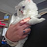 kitten, white_fur, blue_eyes, hand, ring, person, indoor, airport, gate_sign, curious, fluffy, pet, animal, cute, holding, soft, closeup, portrait, feline, domestic_cat
