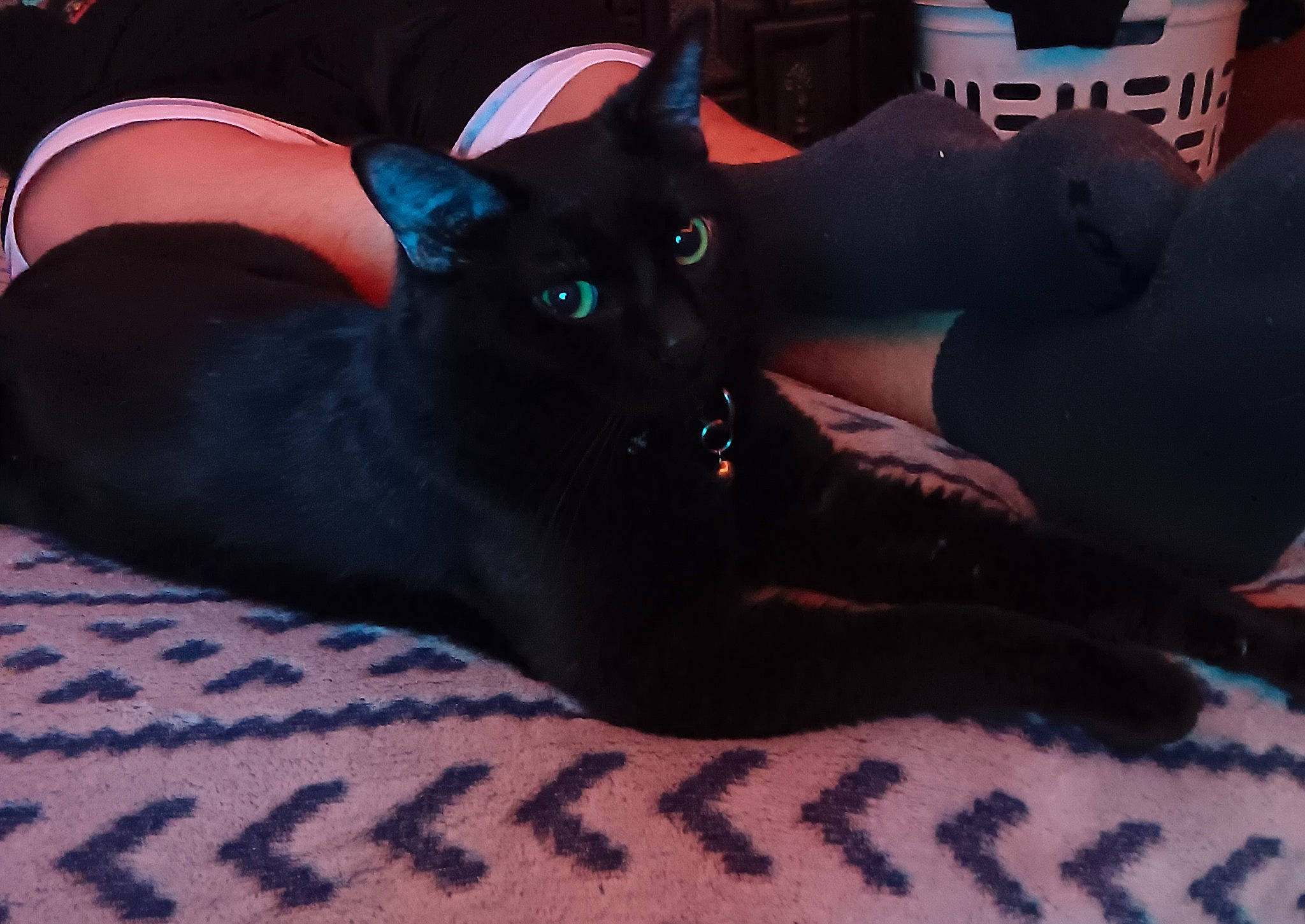 Elvis is registered to the contest to win money with this photo: black_cat, carmine, carnivore, cat, comfort, companion_dog, dog_breed, domestic_short_haired_cat, fawn, felidae, foot, fur, hat, human_leg, lap, small_to_medium_sized_cats, snout, tail, thigh, whiskers