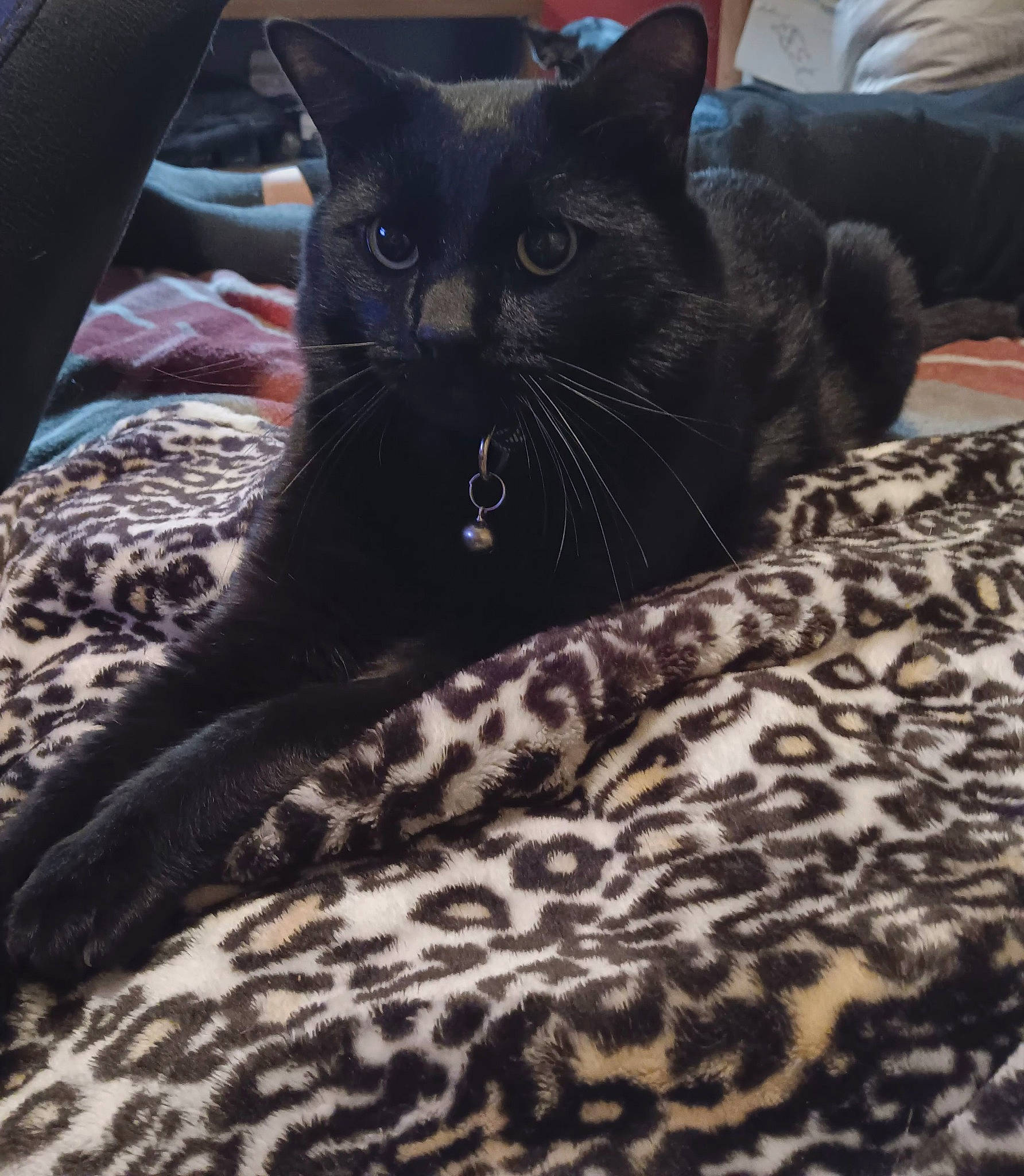 Elvis joined the competition — help win amazing prizes! bed, bedding, black_cat, bombay, carnivore, cat, claw, comfort, couch, domestic_short_haired_cat, felidae, fur, grey, human_leg, linens, paw, room, small_to_medium_sized_cats, tail, whiskers