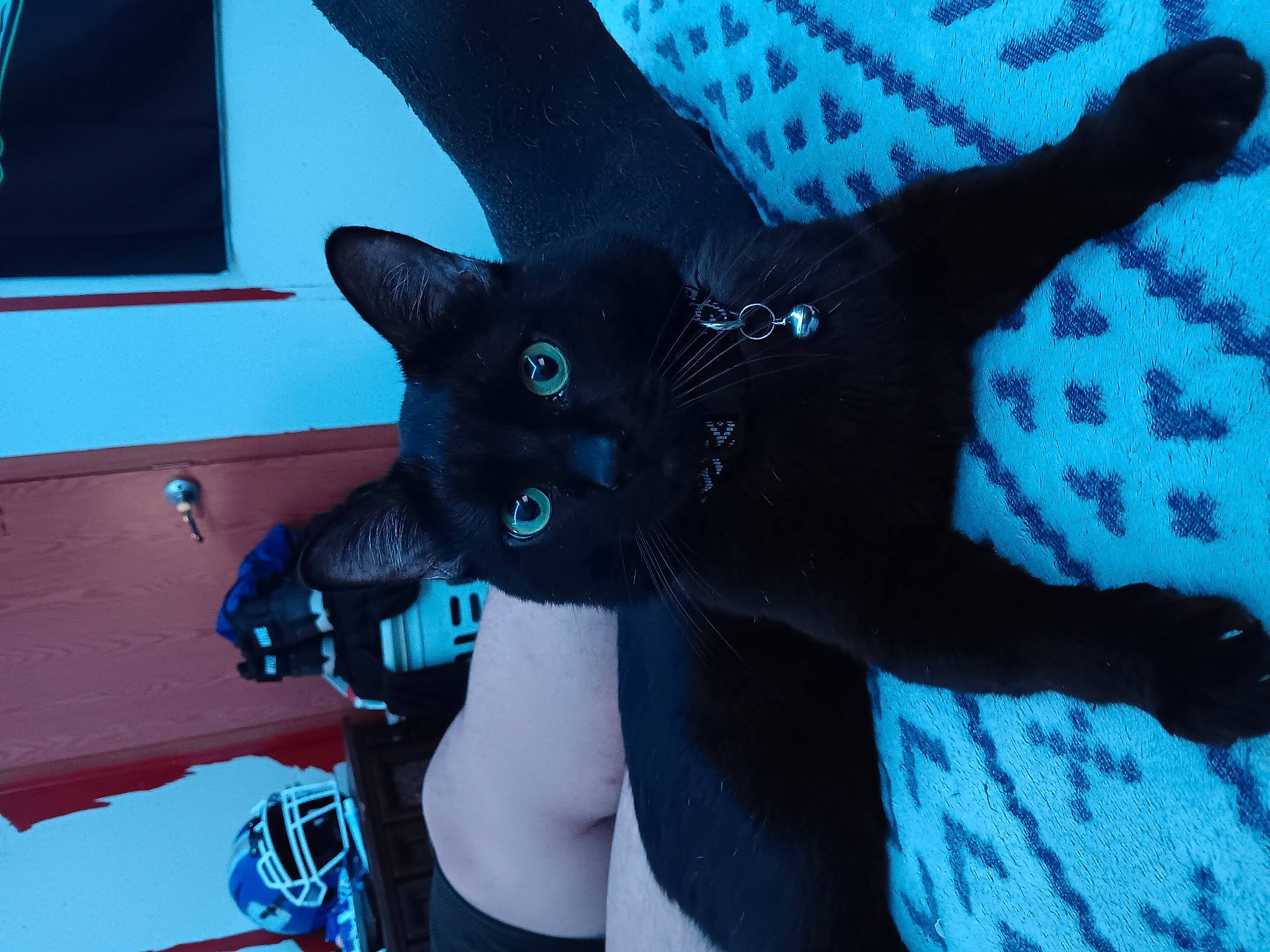 Elvis is registered to the contest to win money with this photo: azure, black_cat, blue, carnivore, cat, claw, domestic_short_haired_cat, electric_blue, fashion_accessory, felidae, fur, gesture, pattern, small_to_medium_sized_cats, snout, tail, thumb, tree, whiskers, window