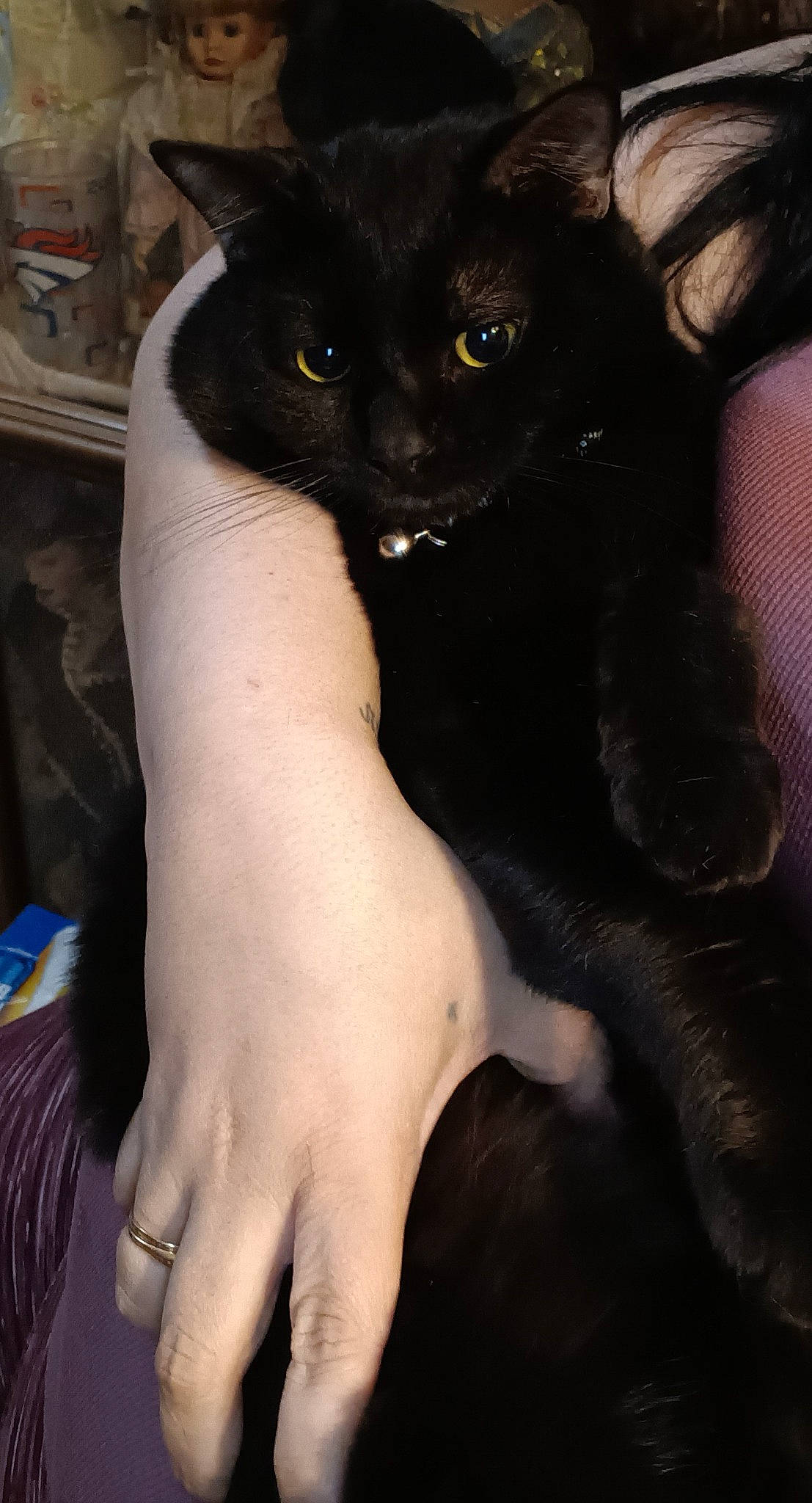 Elvis joined the competition — help win amazing prizes! abdomen, black_cat, carnivore, cat, domestic_short_haired_cat, elbow, eyelash, felidae, finger, fur, gesture, human_leg, nail, small_to_medium_sized_cats, tail, thigh, thumb, trunk, whiskers, wrist