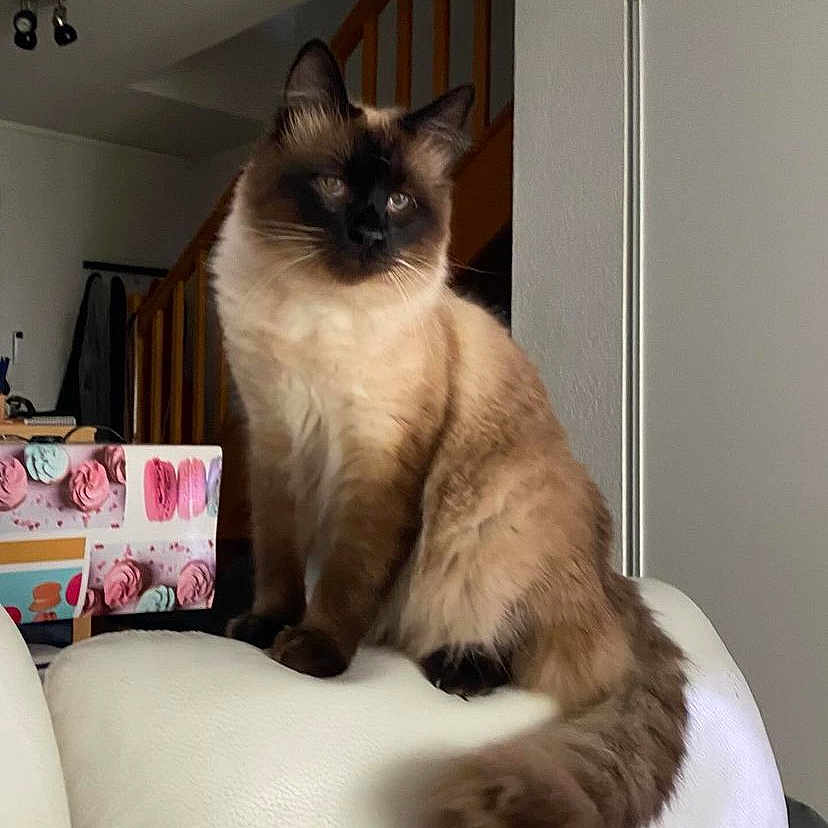 Tao a rejoint le concours — aidez-le/la à gagner de superbes lots ! animal, box, cat, cute, decor, domestic, ears, feline, fluffy, fur, furniture, house, indoor, living_room, pet, siamese_cat, sofa, stairs, tail, white_sofa
