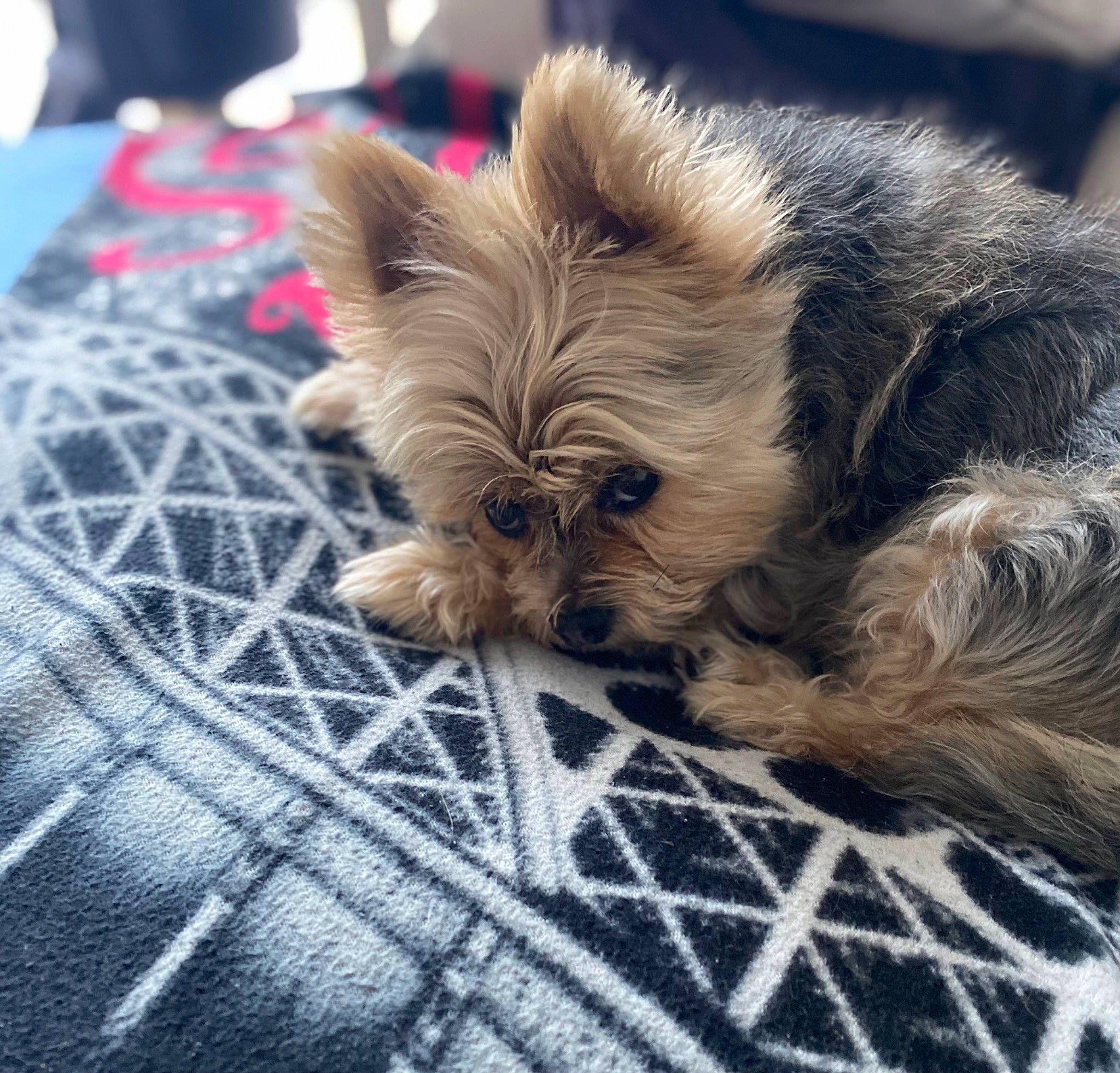 Inna a rejoint le concours — aidez-le/la à gagner de superbes lots ! biewer_terrier, canidae, carnivore, comfort, companion_dog, dog, dog_breed, dog_supply, fawn, fur, liver, small_terrier, snout, sporting_group, terrestrial_animal, terrier, toy_dog, whiskers, working_animal, yorkipoo