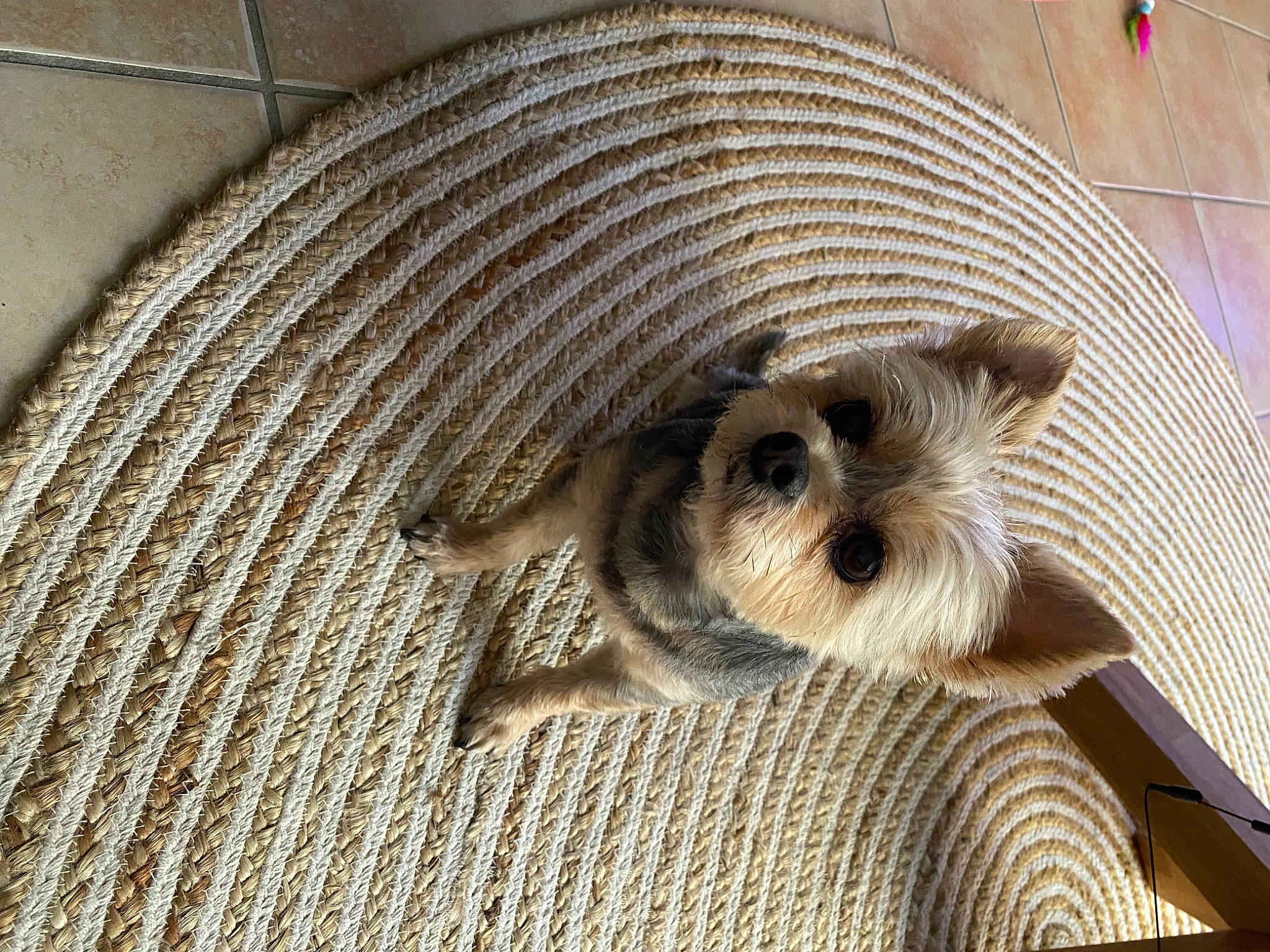 Inna participe au concours pour gagner de l'argent avec cette photo : canidae, carnivore, comfort, companion_dog, dog, dog_breed, dog_supply, fawn, flooring, fur, linens, pet_supply, small_terrier, snout, sporting_group, terrier, toy_dog, wicker, wood, working_animal